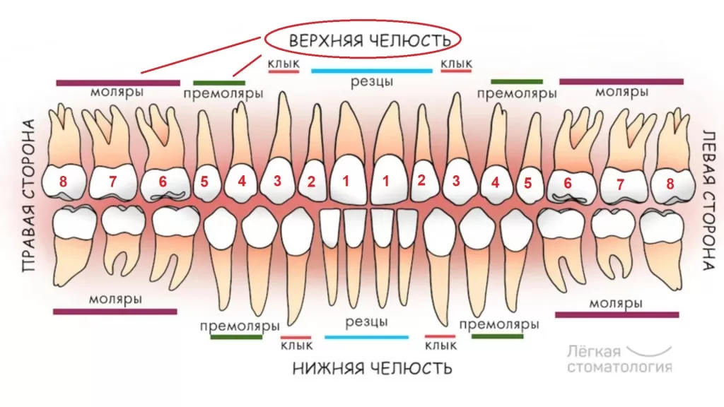 Верхние зубы
