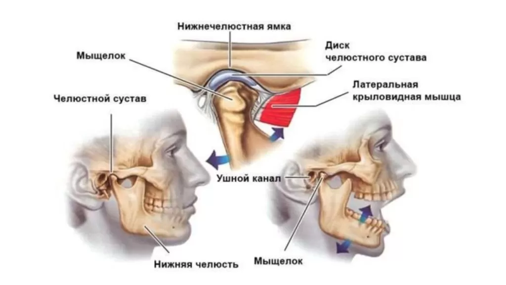 Височно-нижнечелюстной сустав (ВНЧС) - это сустав, который соединяет нижнюю челюсть с черепом в области височной кости. Он играет важную роль в функции челюсти, позволяя открывать и закрывать рот, жевать, говорить и выполнять другие движения челюстей.